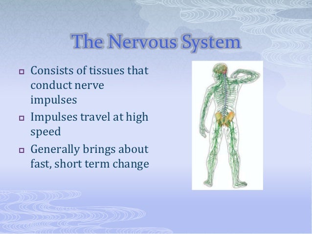 Human Body Control System , How Does the Body Regulate Temperature? – TXQP