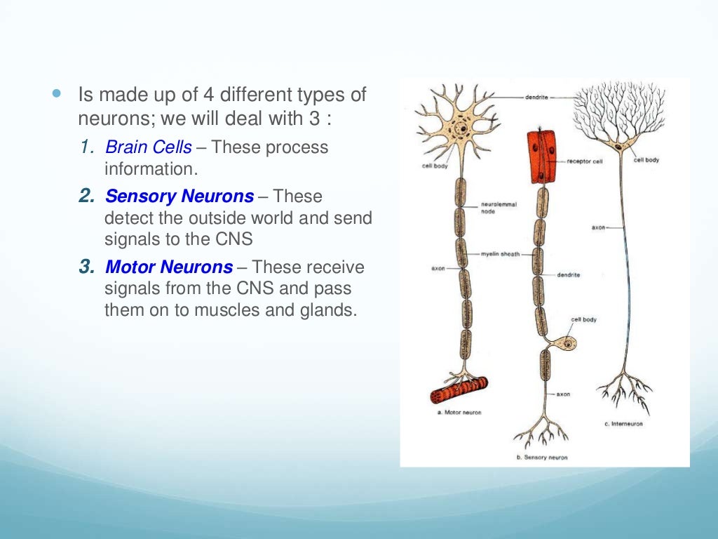 Body control systems nervous system