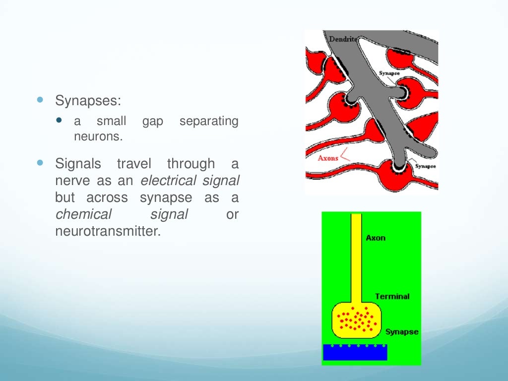Body control systems nervous system