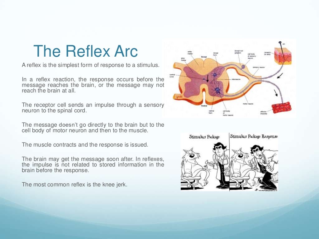 Body control systems nervous system