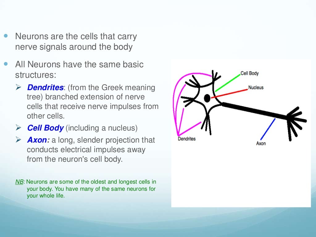Body control systems nervous system