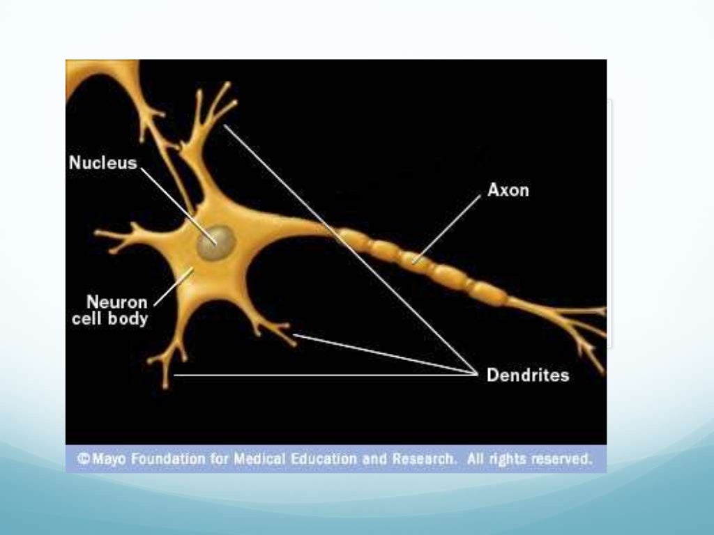 Body control systems nervous system
