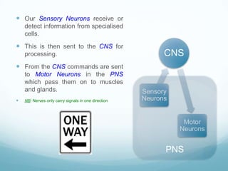  Our Sensory Neurons receive or
    detect information from specialised
    cells.
 This is then sent to the CNS for
    processing.                                            CNS
 From the CNS commands are sent
    to Motor Neurons in the PNS
    which pass them on to muscles
    and glands.                                      Sensory
   NB: Nerves only carry signals in one direction   Neurons


                                                                Motor
                                                               Neurons


                                                           PNS
 
