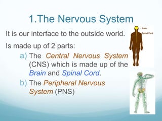 1.The Nervous System
It is our interface to the outside world.
Is made up of 2 parts:
    a) The Central Nervous System
       (CNS) which is made up of the
       Brain and Spinal Cord.
    b) The Peripheral Nervous
       System (PNS)
 
