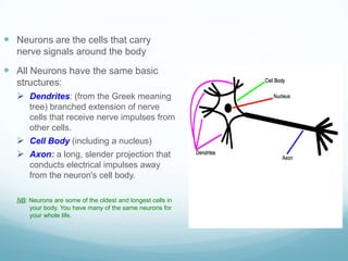  Neurons are the cells that carry
   nerve signals around the body
 All Neurons have the same basic
   structures:
    Dendrites: (from the Greek meaning
       tree) branched extension of nerve
       cells that receive nerve impulses from
       other cells.
    Cell Body (including a nucleus)
    Axon: a long, slender projection that
       conducts electrical impulses away
       from the neuron's cell body.

   NB: Neurons are some of the oldest and longest cells in
       your body. You have many of the same neurons for
       your whole life.
 