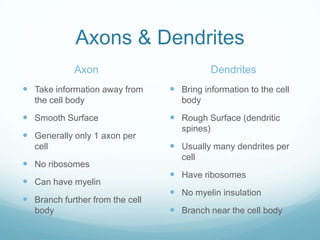 Axons & Dendrites
             Axon                             Dendrites
 Take information away from      Bring information to the cell
   the cell body                    body
 Smooth Surface                  Rough Surface (dendritic
                                    spines)
 Generally only 1 axon per
   cell                           Usually many dendrites per
                                    cell
 No ribosomes
                                  Have ribosomes
 Can have myelin
                                  No myelin insulation
 Branch further from the cell
   body                           Branch near the cell body
 