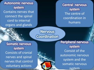 Contains nerves that
                         The centre of
 connect the spinal
                        coordination in
  cord to internal
                           humans
 organs and glands




Consists of cranial       Consist of the
                       autonomic nervous
 nerves and spinal
                         system and the
nerves that control
                        somatic nervous
 voluntary actions
                             system
 