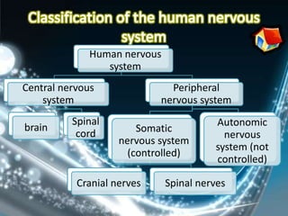 Human nervous
                 system
Central nervous               Peripheral
    system                  nervous system
          Spinal                        Autonomic
brain                   Somatic
           cord                           nervous
                    nervous system
                                        system (not
                      (controlled)
                                        controlled)

           Cranial nerves     Spinal nerves
 