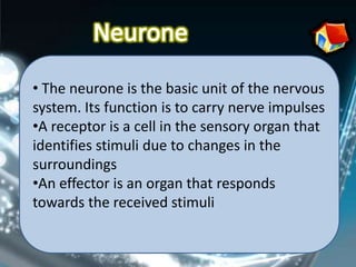 • The neurone is the basic unit of the nervous
system. Its function is to carry nerve impulses
•A receptor is a cell in the sensory organ that
identifies stimuli due to changes in the
surroundings
•An effector is an organ that responds
towards the received stimuli
 