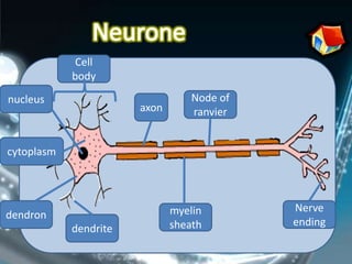 Cell
            body
nucleus                           Node of
                       axon       ranvier


cytoplasm




                              myelin        Nerve
dendron
                              sheath        ending
            dendrite
 