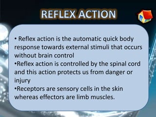 • Reflex action is the automatic quick body
response towards external stimuli that occurs
without brain control
•Reflex action is controlled by the spinal cord
and this action protects us from danger or
injury
•Receptors are sensory cells in the skin
whereas effectors are limb muscles.
 