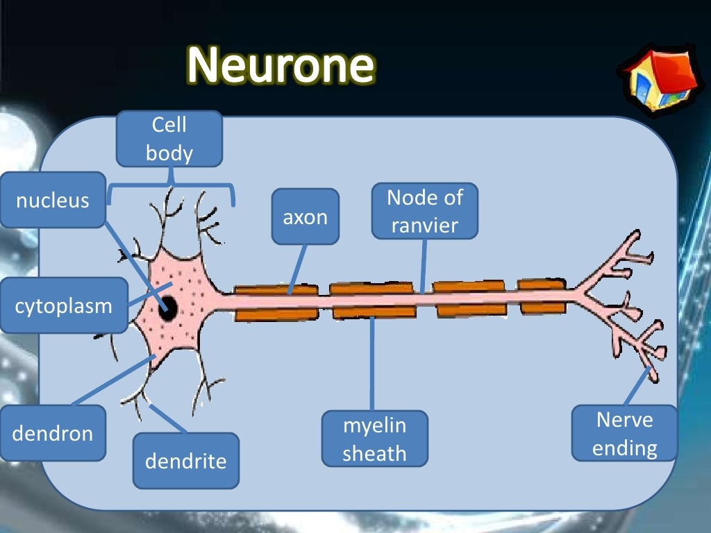 Body coordination (Chapter 2 Form 4)