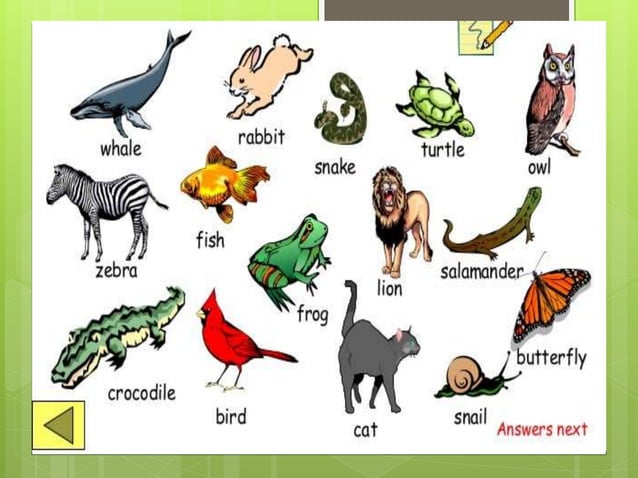Body covering of animals
