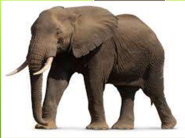 Body covering of animals