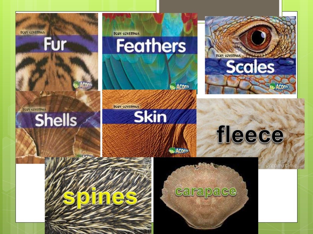 Body covering of animals