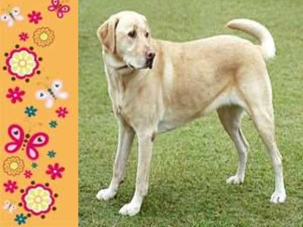 Body covering of animals