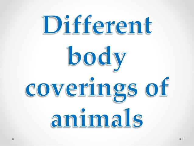 Body Coverings of Animals