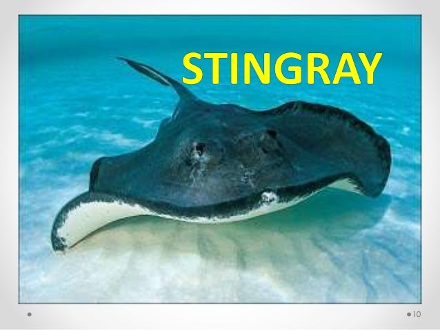 Body Coverings of Animals