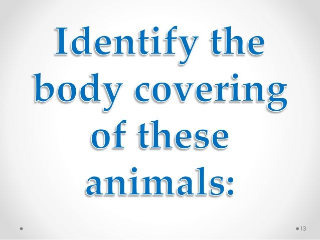 Body Coverings of Animals