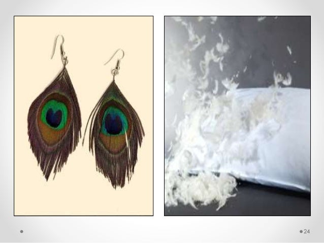 Body Coverings of Animals