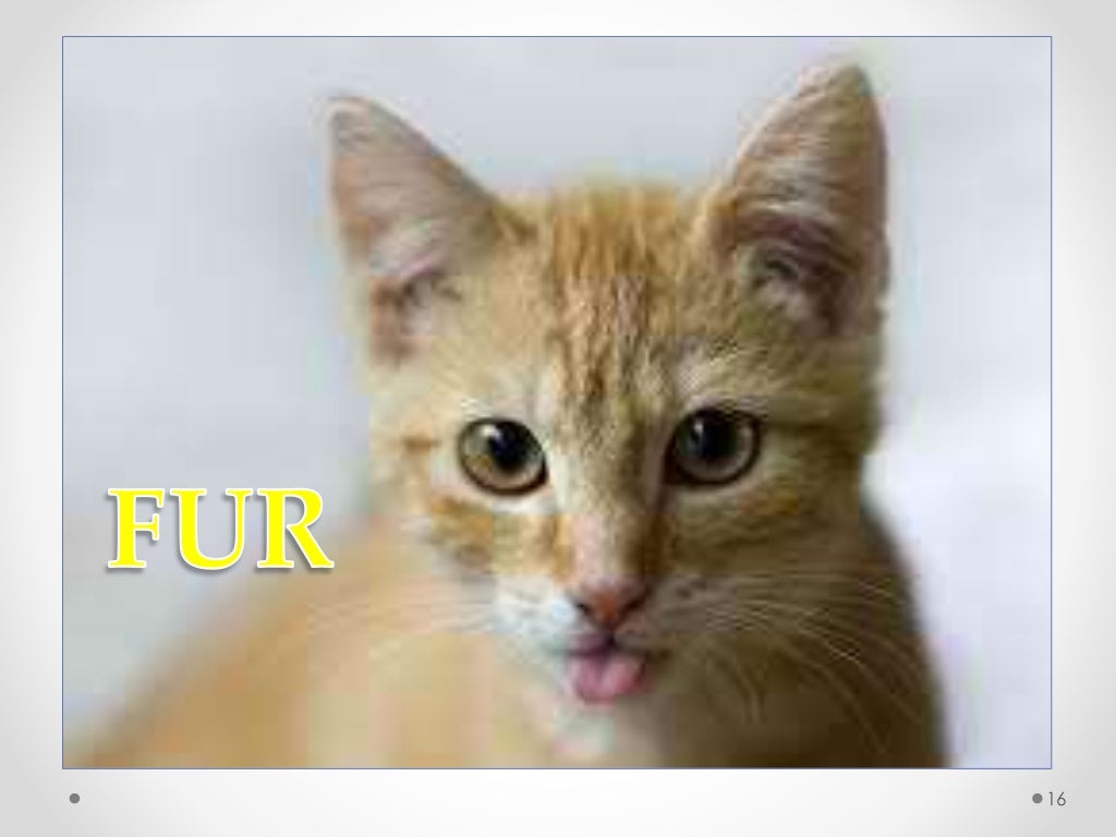 Body Coverings of Animals