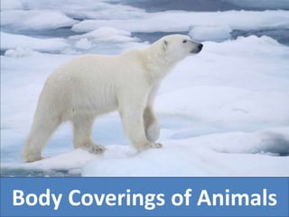 Body Coverings of Animals
 