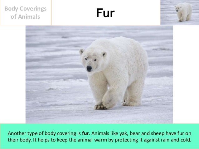 Body Coverings of Animals