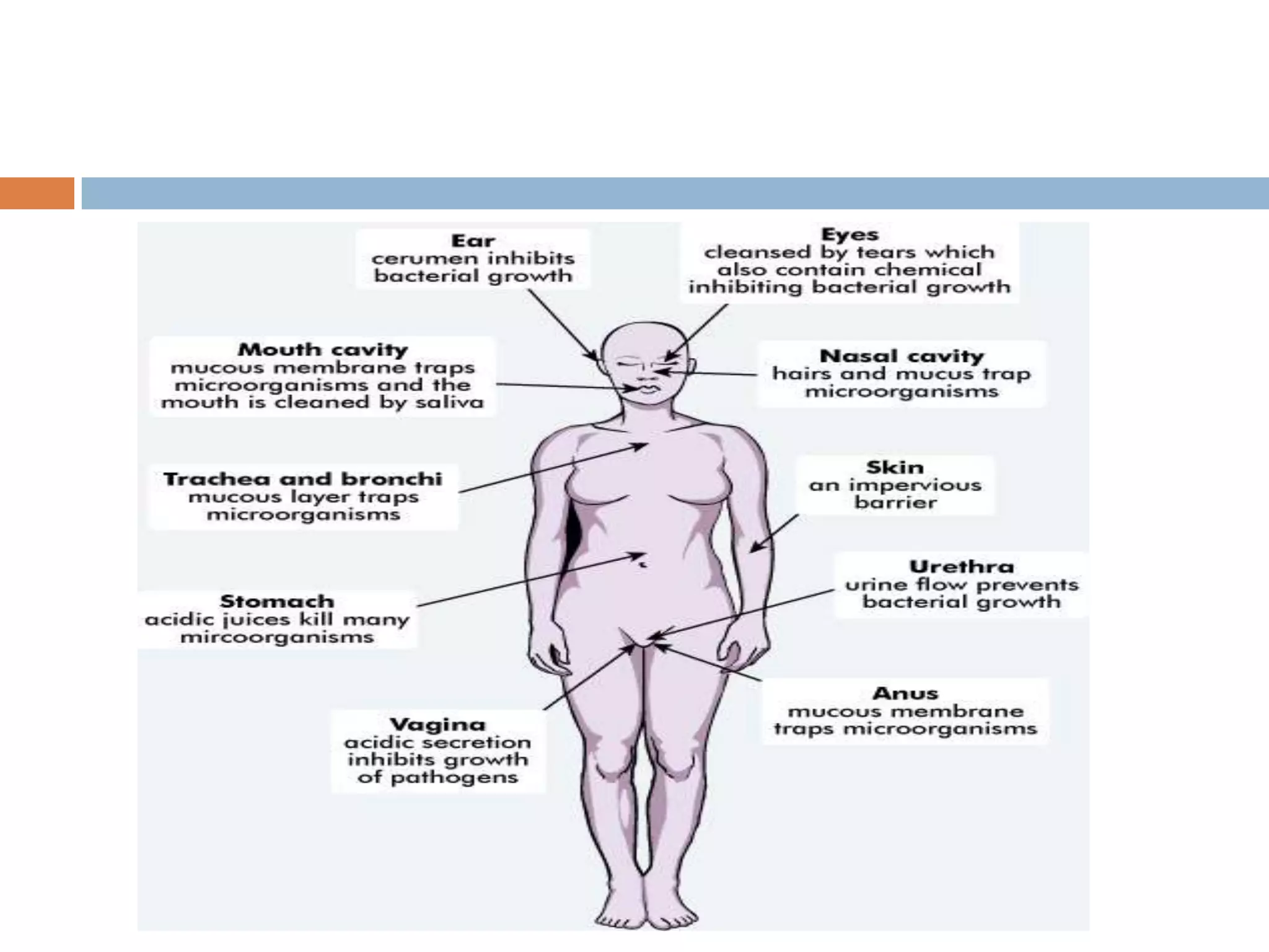 Body Defense Mechanism | PPTX