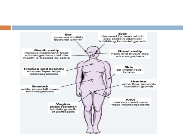 Natural Defense Mechanisms Of The Body Natural Defense Mechanisms Of The Body