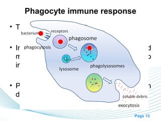 Phagocyte immune response
• The first line of defense

• Involves the WBCs (granulocytes and
  macrophages), which have the ability to
  ingest foreign particles.

• Phagocytes also remove the body’s own
  dying or dead cells.

                                    Page 15
 