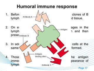 Humoral immune response
1. Before exposure to a specific antigen, the clones of B
   lymphocytes remain dormant in the lymphoid tissue.

2. On entry of a foreign antigen, macrophages in the
   lymphoid tissue phagocytize the antigen and then
   present it to adjacent B lymphocytes.

3. In addition, the antigen is presented to T cells at the
   same time, and activated helper T cells are formed.

4. Those B lymphocytes specific for the antigen
   immediately enlarge and take on the appearance of
   lymphoblasts.
                                                   Page 17
 
