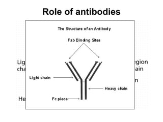 Role of antibodies
 