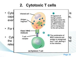 2. Cytotoxic T cells
• Cytotoxic T cells is a direct attack cell that is
  capable of killing micro-organisms and, at times,
  even some of the body’s own cells.

• For this reason these are called killer cells.

• Cytotoxic attack the antigen directly by altering
  the cell membrane and causing cell lysis and
  releasing cytolytic enzymes and cytokines.


                                               Page 30
 