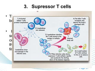 3. Supressor T cells
• They are capable of suppressing the functions of
  both cytotoxic and helper T cells.

•     It is believed that these suppressor functions
    serve the purpose of preventing the cytotoxic
    cells from causing excessive immune reactions
    that might be damaging to the body’s own
    tissues.




                                              Page 31
 