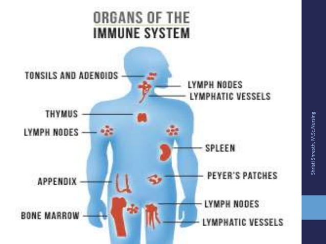 Which Is The First Step In The Body's Defense Cascade Body defense mechanism final
