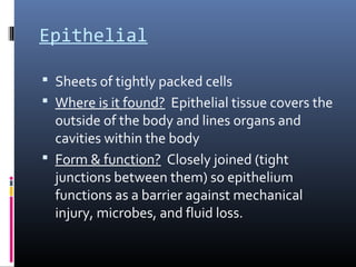 Epithelial
 Sheets of tightly packed cells
 Where is it found? Epithelial tissue covers the
outside of the body and lines organs and
cavities within the body
 Form & function? Closely joined (tight
junctions between them) so epithelium
functions as a barrier against mechanical
injury, microbes, and fluid loss.
 
