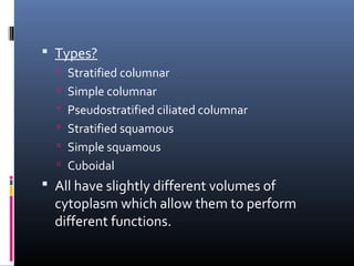  Types?
 Stratified columnar
 Simple columnar
 Pseudostratified ciliated columnar
 Stratified squamous
 Simple squamous
 Cuboidal
 All have slightly different volumes of
cytoplasm which allow them to perform
different functions.
 