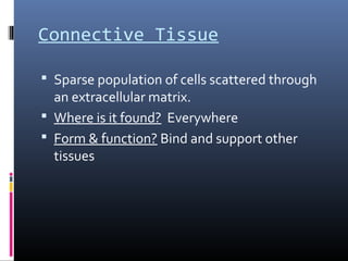 Connective Tissue
 Sparse population of cells scattered through
an extracellular matrix.
 Where is it found? Everywhere
 Form & function? Bind and support other
tissues
 
