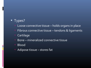 Types?
 Loose connective tissue – holds organs in place
 Fibrous connective tissue – tendons & ligaments
 Cartilage
 Bone – mineralized connective tissue
 Blood
 Adipose tissue – stores fat
 