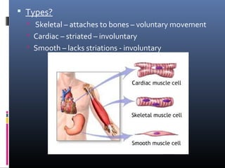  Types?
 Skeletal – attaches to bones – voluntary movement
 Cardiac – striated – involuntary
 Smooth – lacks striations - involuntary
 