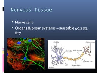 Nervous Tissue
 Nerve cells
 Organs & organ systems – see table 40.1 pg.
827
 