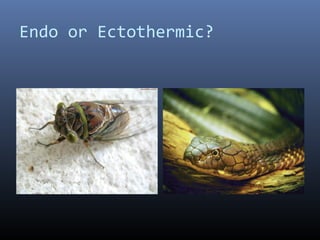 Endo or Ectothermic?
 