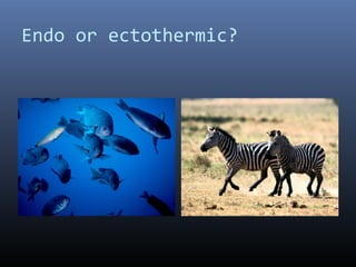 Endo or ectothermic?
 