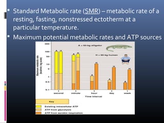  Standard Metabolic rate (SMR) – metabolic rate of a
resting, fasting, nonstressed ectotherm at a
particular temperature.
 Maximum potential metabolic rates and ATP sources
 