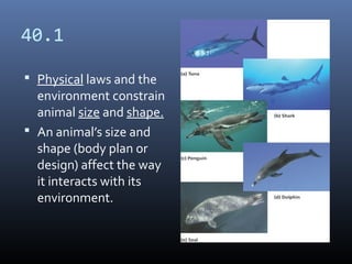 40.1
 Physical laws and the
environment constrain
animal size and shape.
 An animal’s size and
shape (body plan or
design) affect the way
it interacts with its
environment.
 