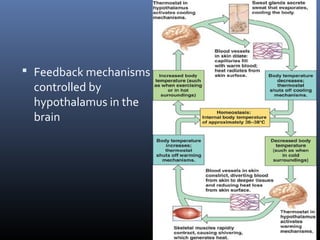  Feedback mechanisms
controlled by
hypothalamus in the
brain
 