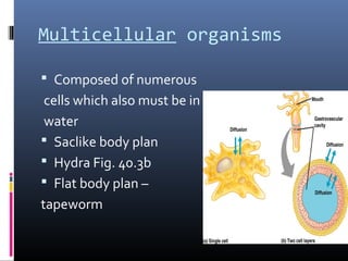 Multicellular organisms
 Composed of numerous
cells which also must be in
water
 Saclike body plan
 Hydra Fig. 40.3b
 Flat body plan –
tapeworm
 