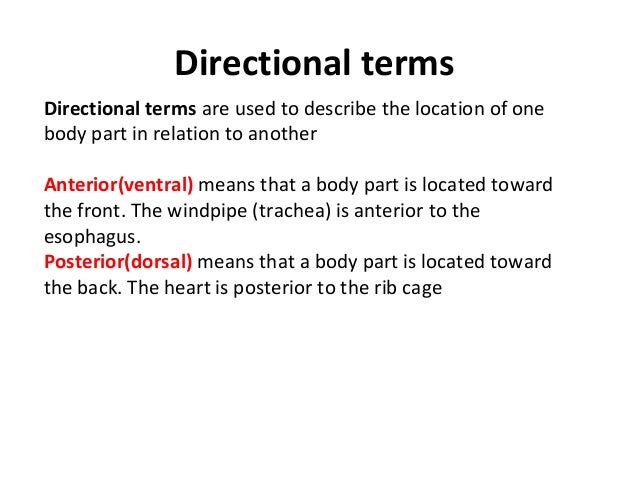 Body directions- regions -planes