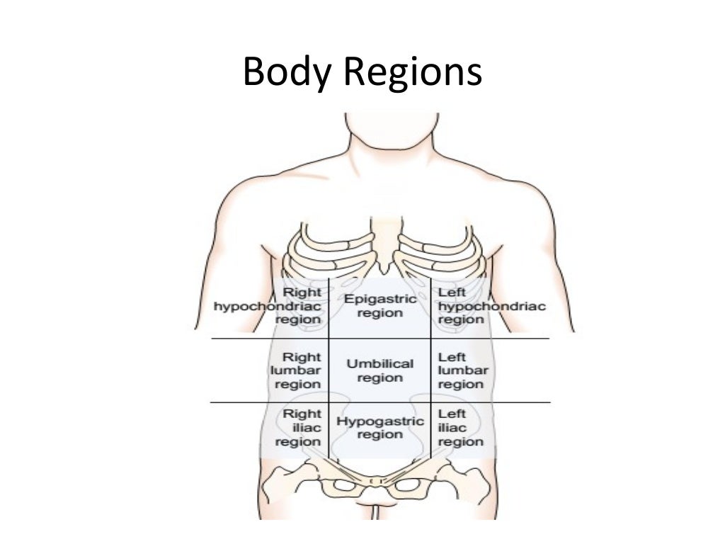 Body directions- regions -planes