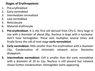 Stages of Erythropoiesis
1. Pro-erythroblast
2. Early normoblast
3. Intermediate normoblast
4. Late normoblast
5. Reticulocyte
6. Matured erythrocyte
1. Pro-erythroblast: It is the first cell derived from CFU-E. Very large in
size with a diameter of about 20μ. Nucleus is large with a nucleolus.
Don’t have hemoglobin. These cells multiplies several times and
finally forms the cell of next stage early normoblast.
2. Early normoblast: little smaller than Pro-erythroblast with a diameter
15μ. Condensation of chromatin network occur. Nucleolus
disappears.
3. Intermediate normoblast: Cell is smaller than the early normoblast
with a diameter of 10 to 12μ. Nucleus is still present but network
shows further condensation. Hemoglobin starts appearing.
 
